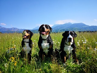 Swiss dogs