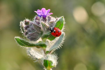 Beautiful ladybug on leaf defocused background