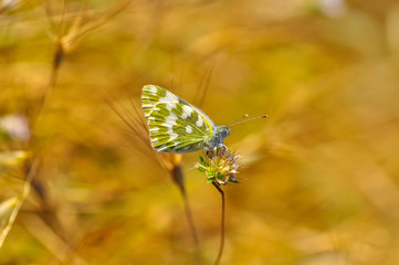 Closeup beautiful butterfly sitting on the flower.