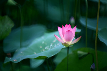 An outstanding pink lotus is preparing to bloom