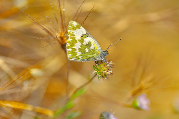 Closeup beautiful butterfly sitting on the flower.