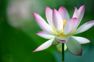 Beautiful blooming pink-white lotus stands out outstandingly