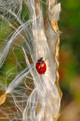 Beautiful ladybug on leaf defocused background