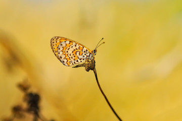 Closeup beautiful butterfly sitting on the flower.