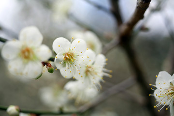 Beautiful white plum blossoms passionately in winter