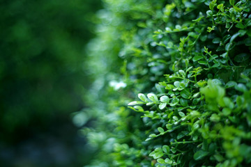 Lush green fence in the garden