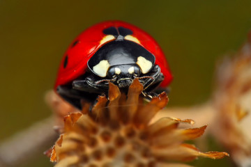 Beautiful ladybug on leaf defocused background