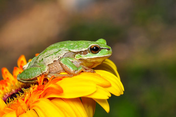 Europaean tree frog Hyla arborea from water onto dry reed-mace leaf in natural background