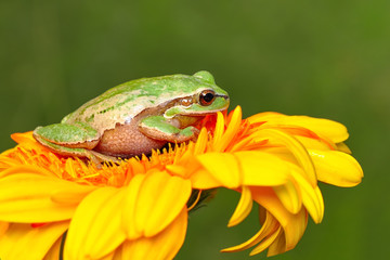 Europaean tree frog Hyla arborea from water onto dry reed-mace leaf in natural background
