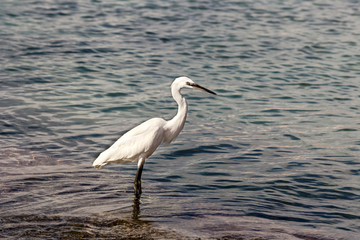 White great heron (Great egret) hunt fish in the sea on a sunny day