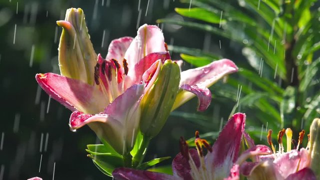 Pink Lily flower under rain