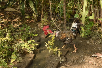 An Naked Neck Free Range Rooster Chicken in Backyard
