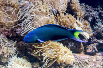 Fototapeta na wymiar Exotic fish swimming in an aquarium close-up
