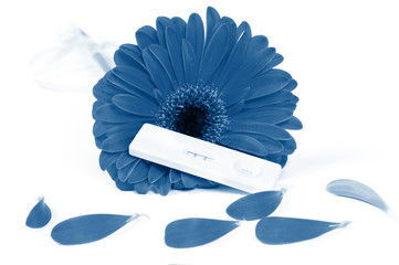 Shot of positive pregnancy test and gerbera. In trendy classic blue colors