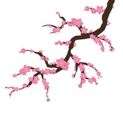 Sakura vector on a white background. Branch of blooming sakura with flowers, cherry, spring floral concept. Japanese and Asian flowers.