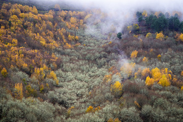Mixed forests in late autumn covered with mist