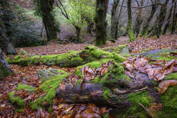 The trunk of a huge dead tree slowly disappears into the forest floor