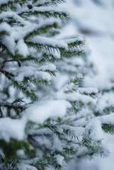 snow covered fir branches