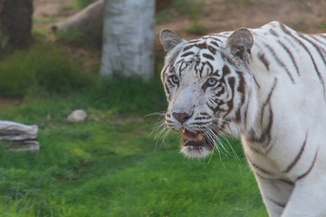 Fototapeta na wymiar A Spectacular White Tiger shows off its elegant stripes and might.