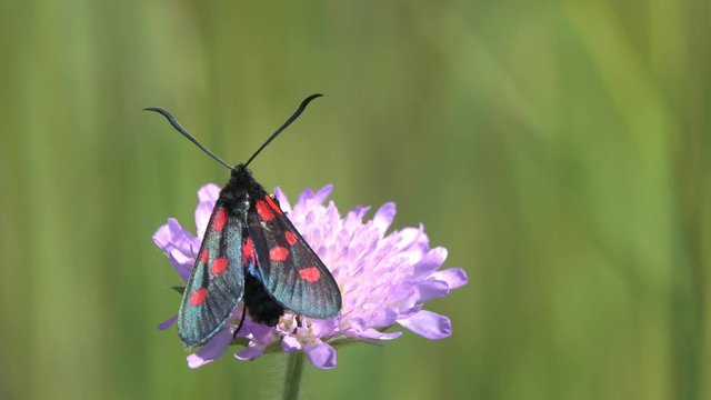 Six-spot Burnet (Zygaena filipendulae) Butterfly is on wild purple flower, macro
