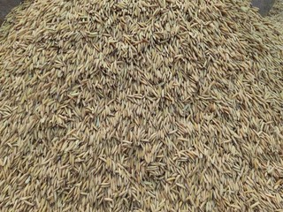 paddy after harvesting. After paddy threshing.Background of gold paddy . after that its will go to rice mill to separate some  matter and make white milled rice .