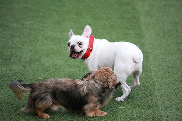 Happy puppies in a private playground