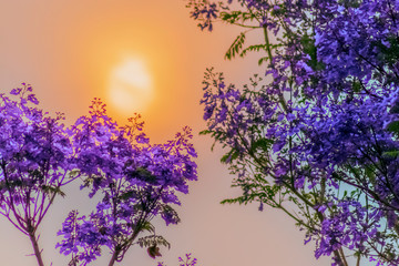 Obraz na płótnie Canvas Sunset Flowers 