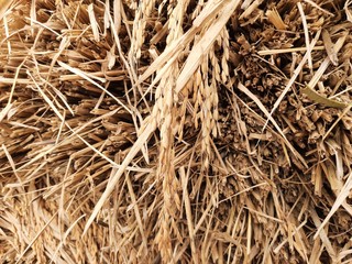 paddy after harvesting and threshing.Background of  paddy . after that its will go to rice mill to separate some  matter and make white milled rice .