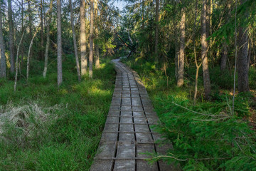 Fototapeta na wymiar path in the middle of bavarian forest in the national park