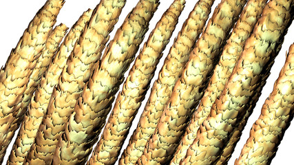 Human hair under microscope, 3D illustration showing close-up structure of healthy human hair