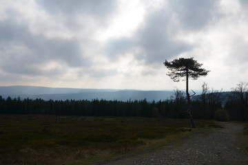 Fototapeta premium Der einsame Baum