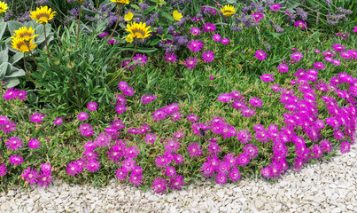 Delosperma cooperi pink sunny flowers in Sochi
