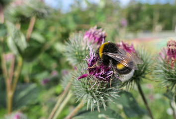 Sunny purple thistle flower with large fat bumble bees close up