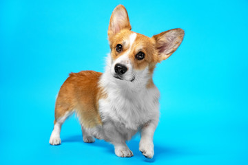 adorable portrait of amazing healthy and happy corgi dog in the photo studio on the blue background