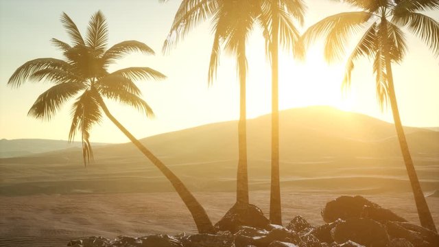 palms in desert at sunset