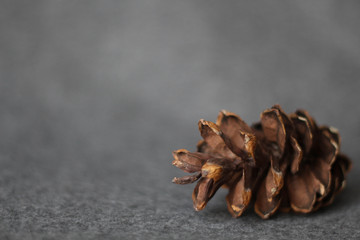 Decoration for new year party. Holiday concept. Pine cone on a grey background. Stock photo. Greeting card. Calendar