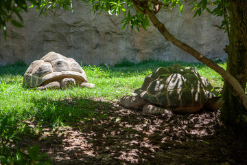 turtles under the sun on the grass