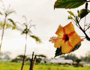 Obraz premium orange colour hibiscus with morning water drop on it