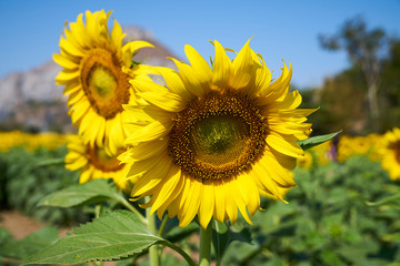 Fototapeta premium Sunflowers