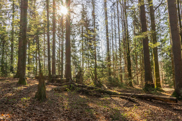 path in the middle of bavarian forest in the national park