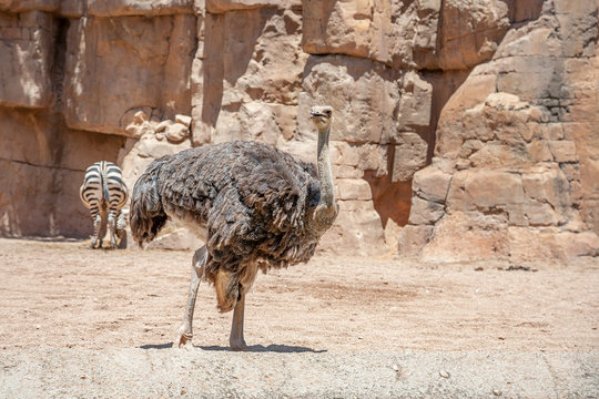 Ostrich wild animal of africa