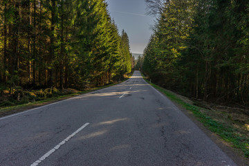 path in the middle of bavarian forest in the national park