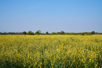 Fototapeta premium Sunhemp flower