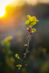 Black currant branch with first spring leaves on sunset