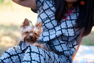 Yorkshire terrier