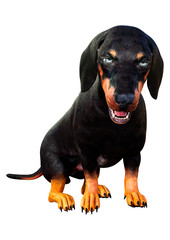 3D Rendering Dachshound on White