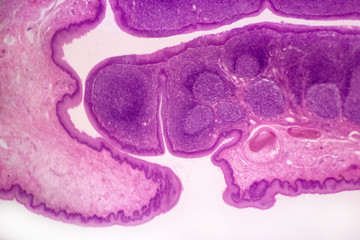 Palatine tonsil cross-section of a domestic cat (Felis catus Linnaeus, 1758) - permanent microscope slide (stained by haematoxylin-eosin)