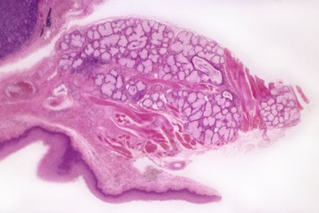 Palatine tonsil cross-section of a domestic cat (Felis catus Linnaeus, 1758) - permanent microscope slide (stained by haematoxylin-eosin)