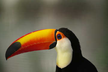 Naklejka premium 派手な鳥、オオハシ