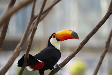 派手な鳥、オオハシ